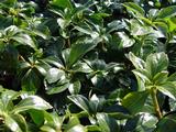 Pachysandra terminalis 'Green Sheen'