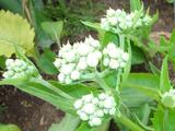 Parthenium integrifolium