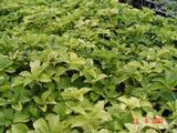 Pachysandra terminalis