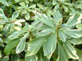 Pachysandra terminalis 'Variegata'