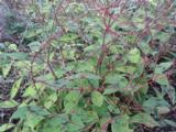 Persicaria filiformis