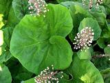 Petasites hybridus