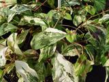 Persicaria filiformis 'Painter's Palette'