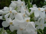 Phlox stolonifera 'Ariane'