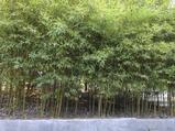 Phyllostachys aurea (A) 100/150, p25, 3-5T
