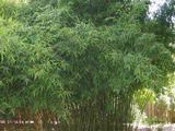 Phyllostachys aurea (D) 150/175, p30, 7-15T