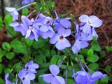 Phlox stolonifera 'Blue Ridge'