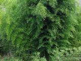 Phyllostachys nigra (A) 150/200, p30, 3-5T
