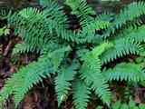 Polystichum acrostichoides