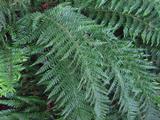 Polystichum aculeatum