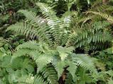 Polystichum braunii
