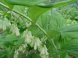 Polygonatum commutatum