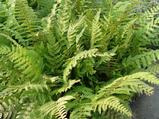 Polystichum setiferum 'Dahlem'