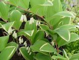 Polygonatum falcatum 'Variegatum'