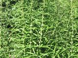 Polygonatum verticillatum 'Giant One'