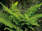 Polystichum setiferum 'Herrenhausen'