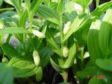 Polygonatum humile
