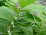 Polygonatum latifolium