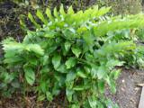 Polygonatum multiflorum