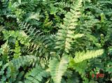 Polystichum munitum