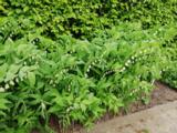 Polygonatum odoratum