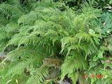 Polystichum setiferum 'Pulcherrimum Bevis'