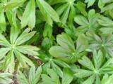 Podophyllum peltatum