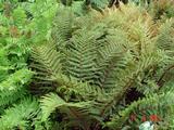 Polystichum polyblepharum