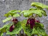 Podophyllum 'Spotty Dotty'