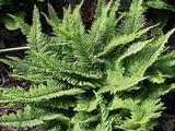 Polystichum setiferum