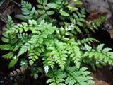 Polystichum tsussimense