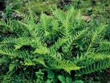 Polypodium vulgare