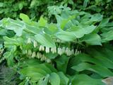 Polygonatum hybridum (x) 'Weihenstephan'
