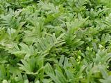 Polypodium vulgare 'Whitley Giant'
