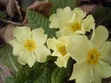 Primula vulgaris