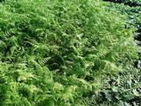 Pteridium aquilinum