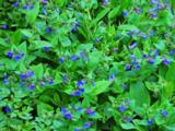 Pulmonaria 'Blue Ensign'