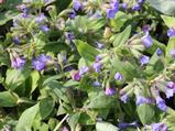 Pulmonaria angustifolia 'Blaues Meer'