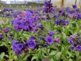 Pulmonaria longifolia subsp. cevennensis
