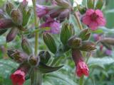 Pulmonaria 'Darth Vader'