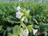 Pulmonaria 'Ice Ballet'