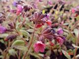Pulmonaria saccharata 'Leopard'