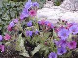 Pulmonaria saccharata 'Silverado' PBR