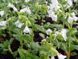 Pulmonaria officinalis 'Sissinghurst White'
