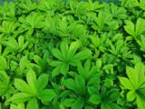 Rodgersia aesculifolia