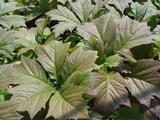 Rodgersia podophylla 'Braunlaub'
