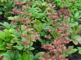 Rodgersia 'Die Anmutige'