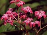 Rodgersia 'Dark Pokers'