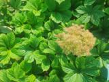 Rodgersia pinnata 'Elegans'
