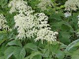 Rodgersia henrici
